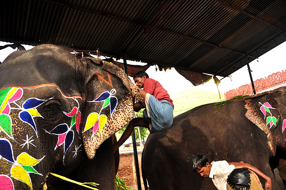 Daily Life in Jaipur, Rajistan (9)