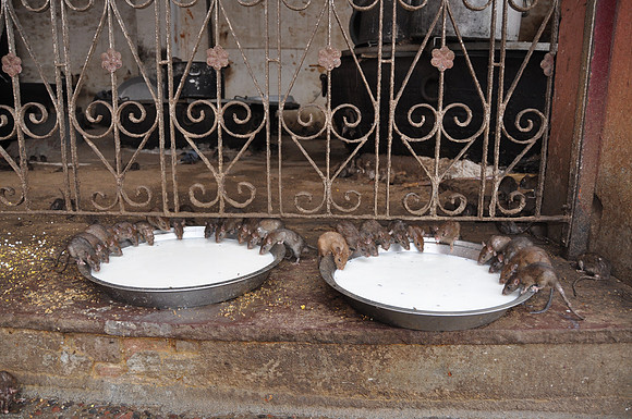 india photos 20102011 150