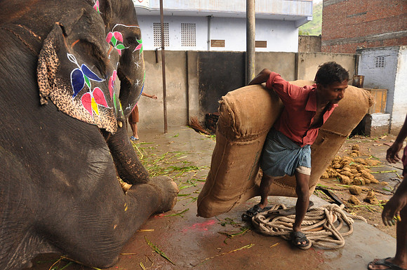 getting the elephants ready for work (12)