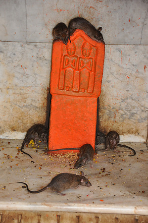 india photos 20102011 153