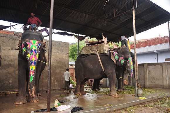 getting the elephants ready for work (54)