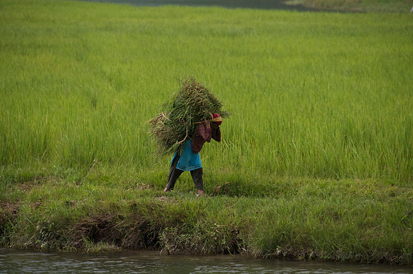 Rice Field Worker