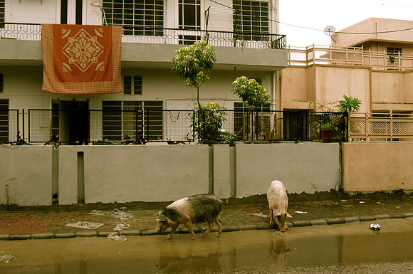 Pigs in Jaipur Suburb