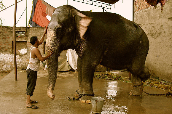 Morning Washing of Elephant