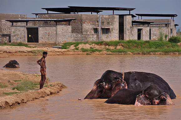 Elephant Bathing
