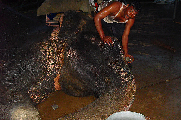 Morning Washing of Elephant