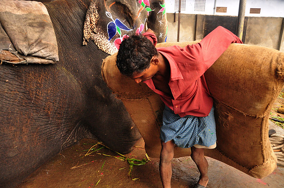 Preparing Elephant for Work with Tourists