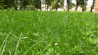 Bad Hall Kur Park July 2020