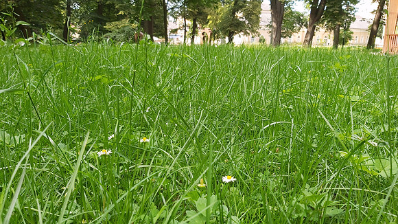 Bad Hall Kur Park July 2020