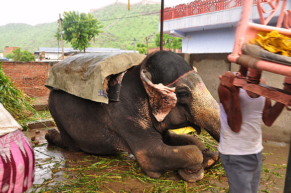 getting the elephants ready for work (39)