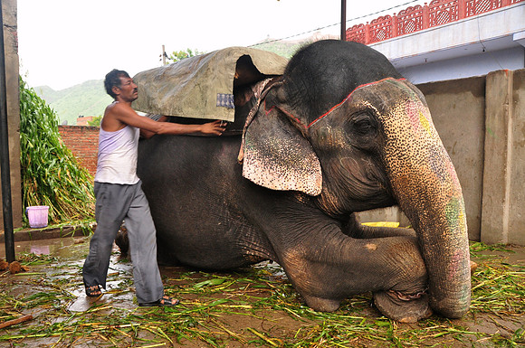 getting the elephants ready for work (38)