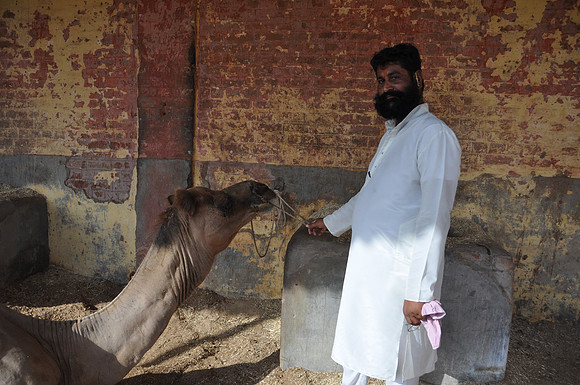 Camel Farm Guide Bikaner