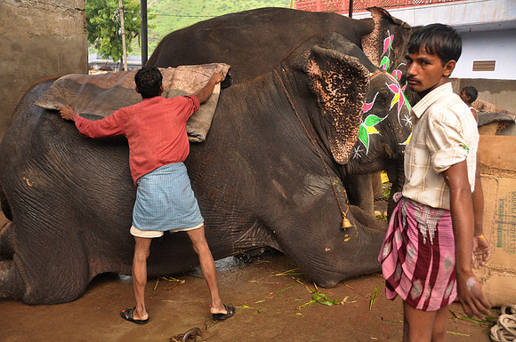 getting the elephants ready for work (14)