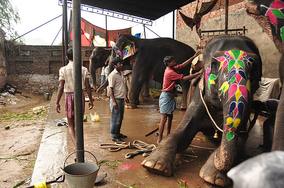 getting the elephants ready for work (26)