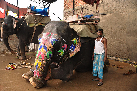 getting the elephants ready for work (34)
