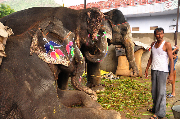 getting the elephants ready for work (20)