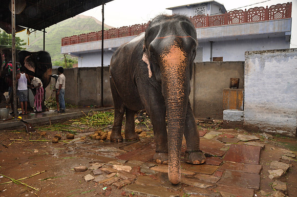 getting the elephants ready for work (2)