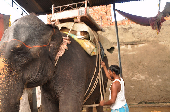 getting the elephants ready for work (7)