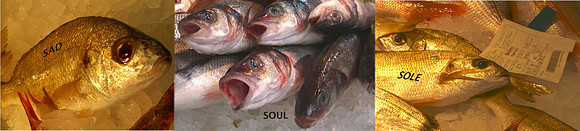 dead fish