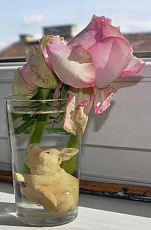 Pig in Glass