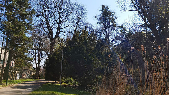 An empty Park March 2020