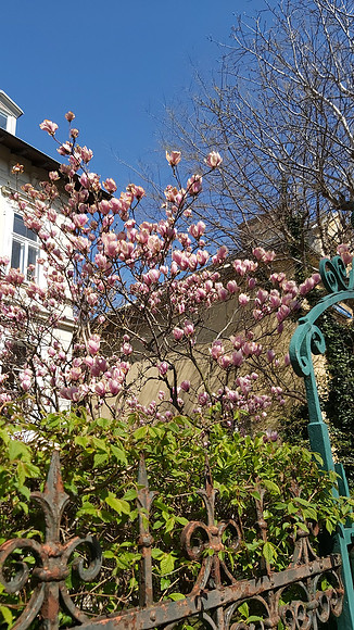 Magnolian trees Blossoming on my walk in 19th district
