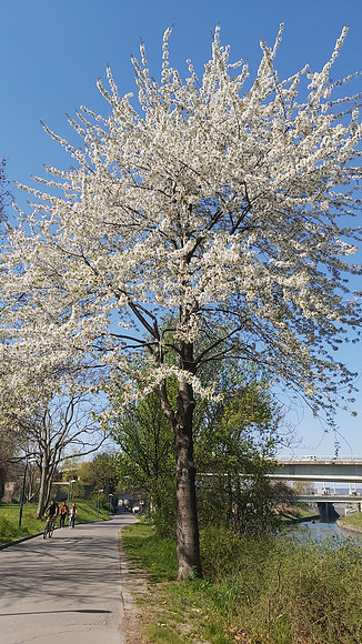 Trees blossoming on my walk in 19th district