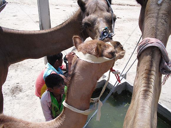 Camel Safari Thar Desert
