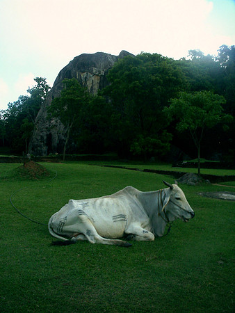 Sri Lanka best fotos (19)