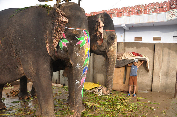 getting the elephants ready for work (33)