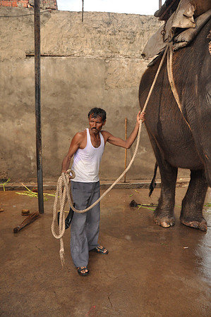 getting the elephants ready for work (31)