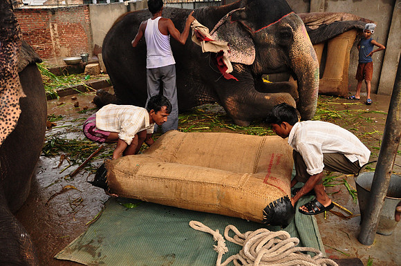 getting the elephants ready for work (17)