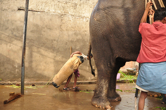 getting the elephants ready for work (16)