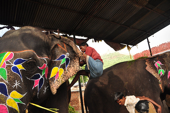 getting the elephants ready for work (32)