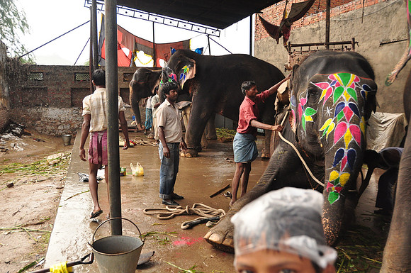 getting the elephants ready for work (27)