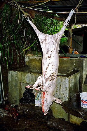 Dead Pig Chachoyas
