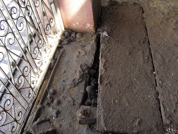 bikaner 2011 (3)