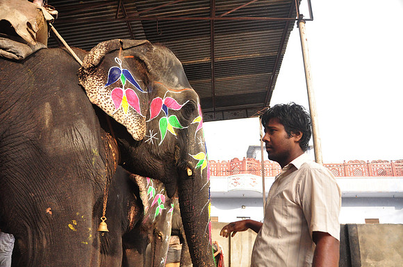 getting the elephants ready for work (30)