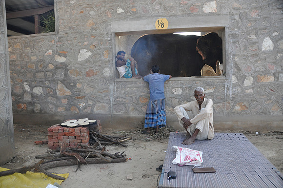 25th making chapatis at elephant gau edited raw version 079