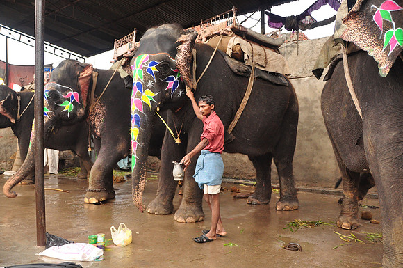 getting the elephants ready for work (50)