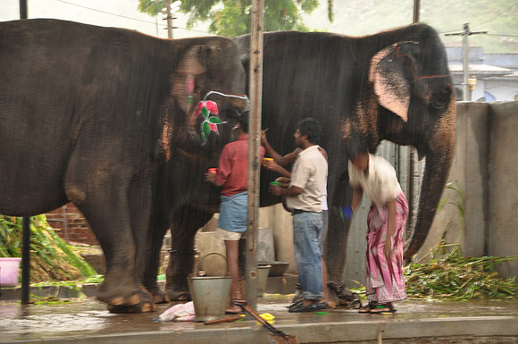 painting the elephants and putting on carrier (2)