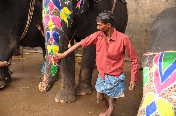 getting the elephants ready for work (37)