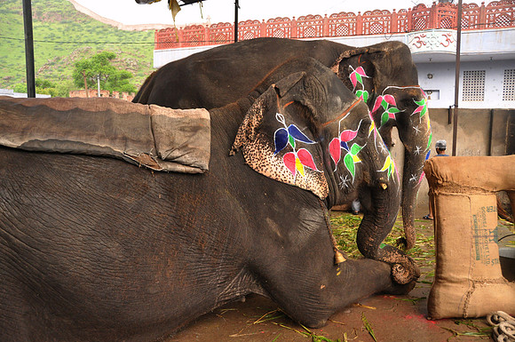 getting the elephants ready for work (10)