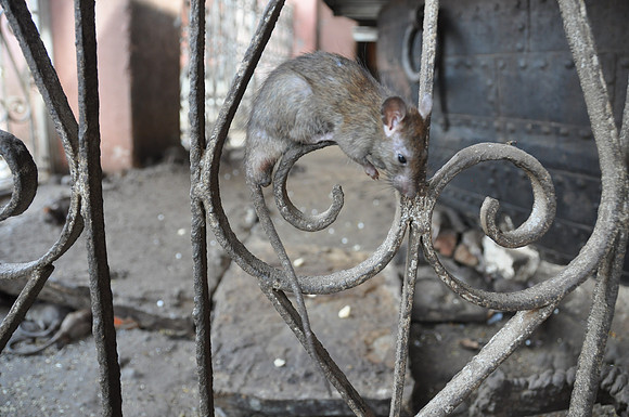 india photos 20102011 142
