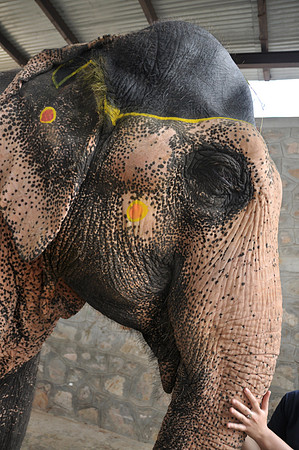 Female Elephant Jaipur