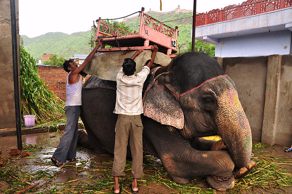 getting the elephants ready for work (41)