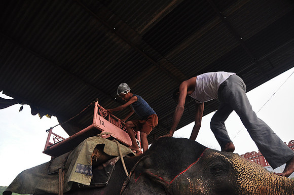 getting the elephants ready for work (48)