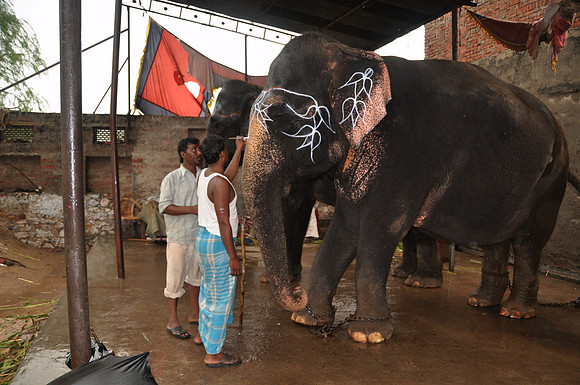 getting the elephants ready for work (3)