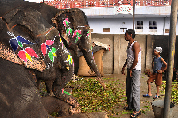 getting the elephants ready for work (18)