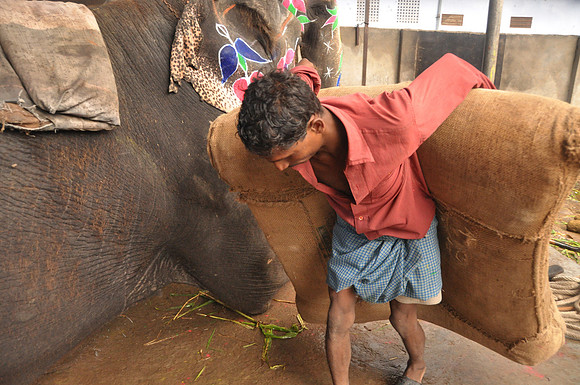 getting the elephants ready for work (11)